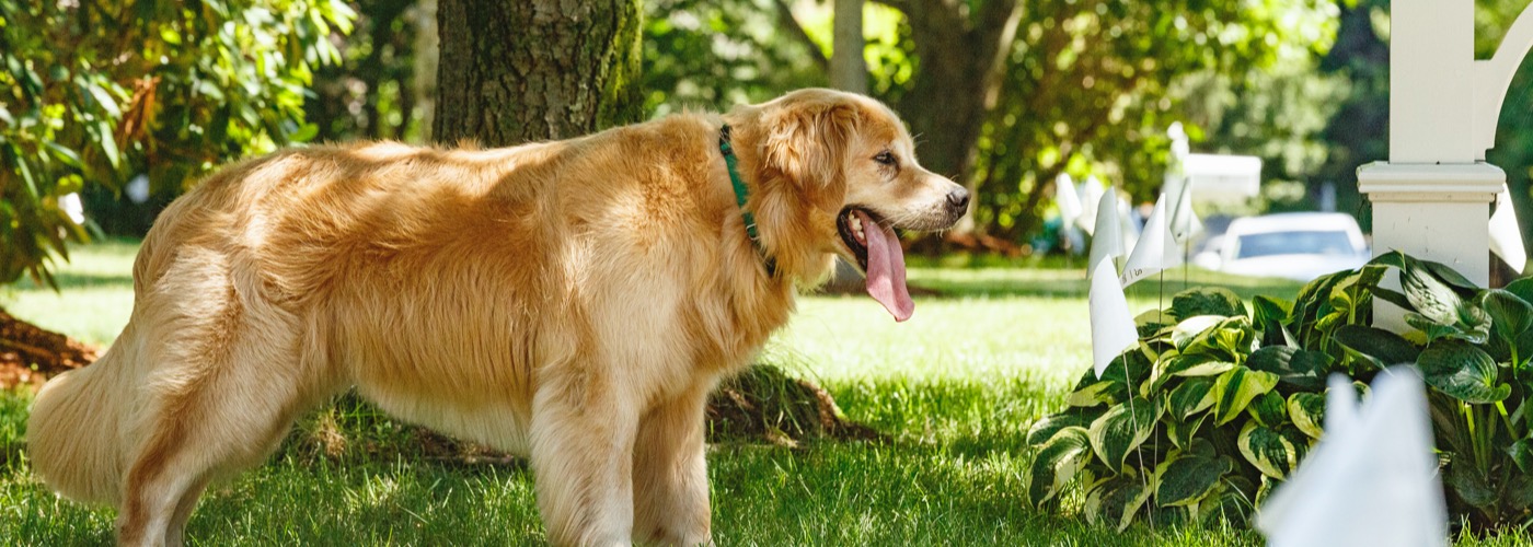 DogWatch of Savannah and Hilton Head Island, Okatie, South Carolina | Outdoor Hidden Dog Fences Slider Image