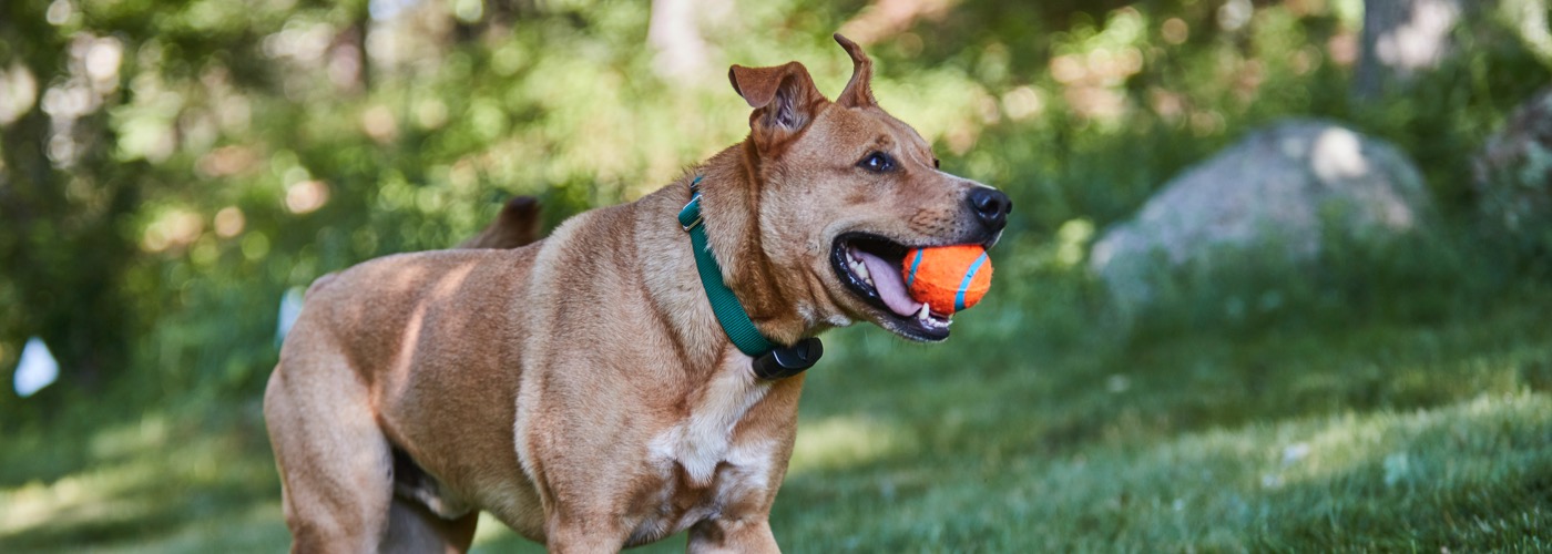 DogWatch of Savannah and Hilton Head Island, Okatie, South Carolina | ProFenceX™ Slider Image